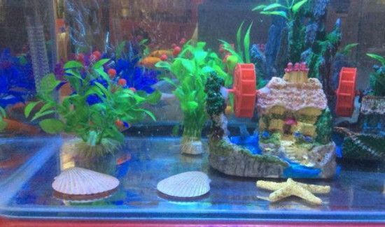 加热棒放在鱼缸什么位置