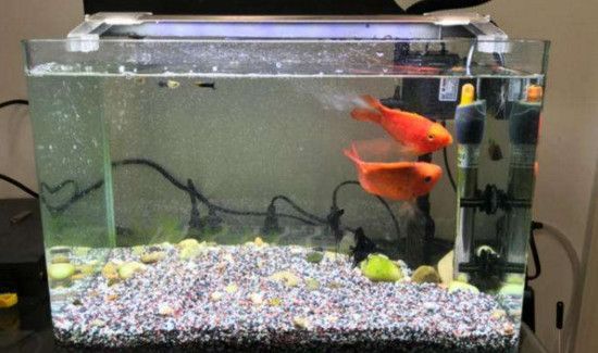 加热棒漏电会电死鱼吗