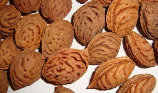 桃核属于干垃圾还是湿垃圾