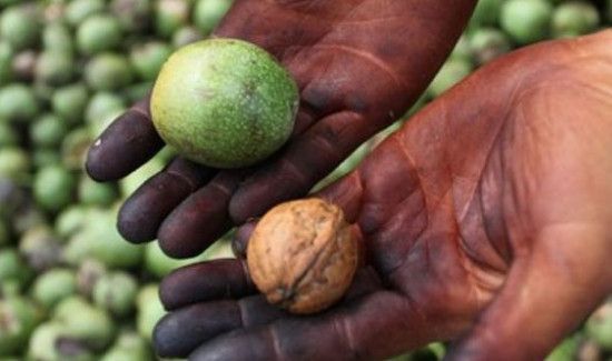 桃核怎么去青皮