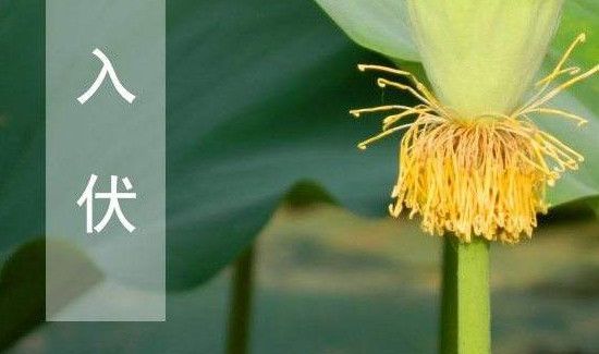 ＂什么时候入伏,每伏几天＂