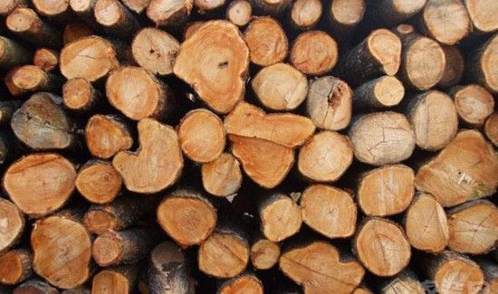 樟木的香味维持几年