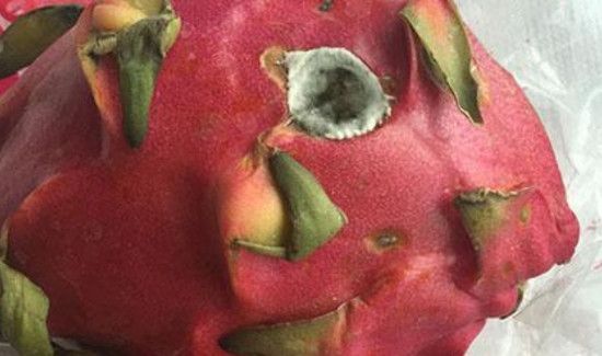 火龙果皮发霉了还能吃吗