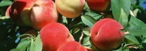 桃子和李可以一起吃吗