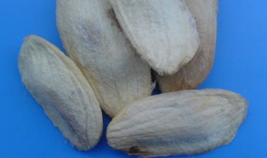 芒果核是干垃圾还是湿垃圾