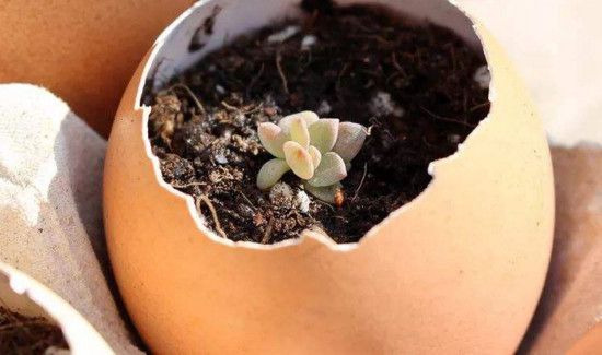 花盆土板结放鸡蛋壳