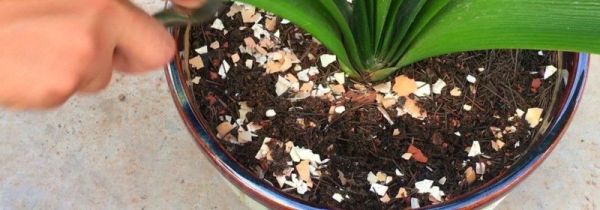 花盆土板结放鸡蛋壳