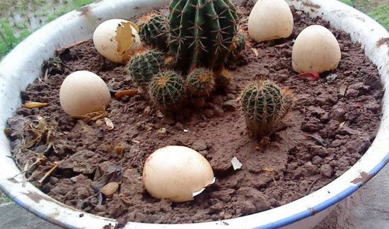 花盆土板结放鸡蛋壳