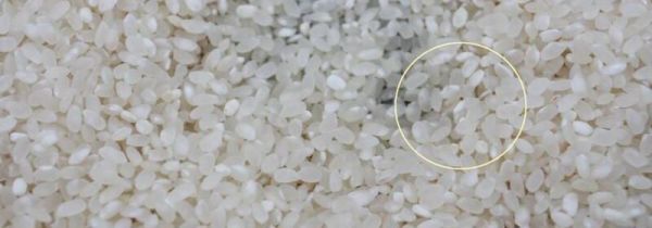 大米生白色虫子能吃吗