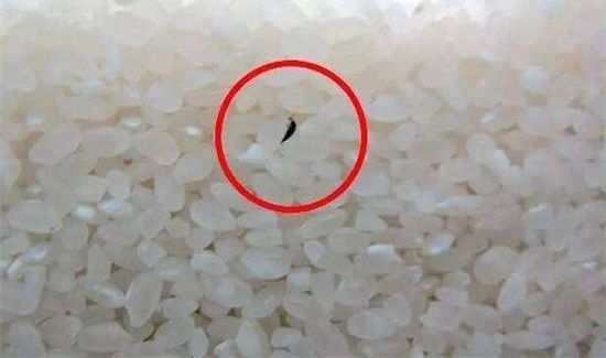 大米生白色虫子能吃吗