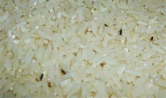 大米生白色虫子能吃吗