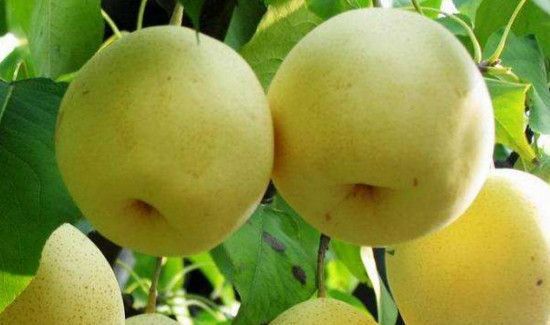 苹果和梨能一起吃吗