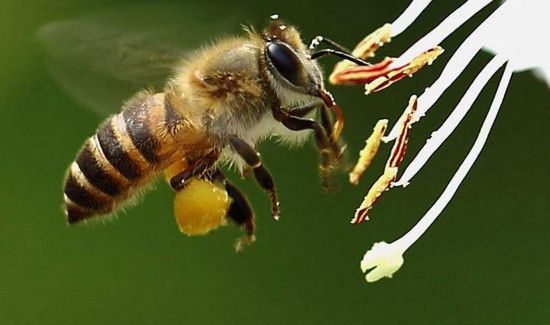 蜂子种类