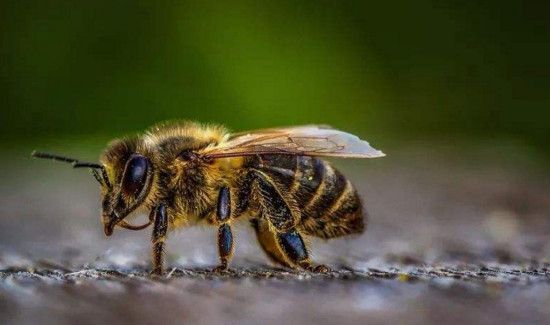 蜂子种类