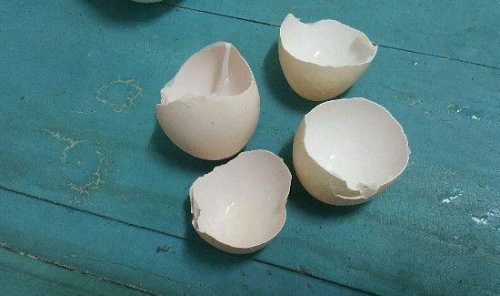 蛋壳是湿拉极还是干拉极