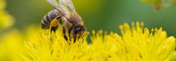 蜂毒是酸性还是碱性