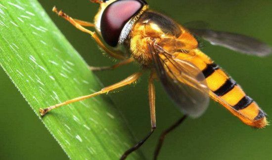 蜂毒是酸性还是碱性