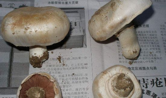 食用菇种类
