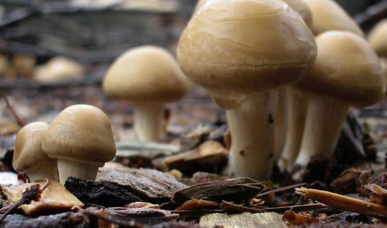食用菇种类