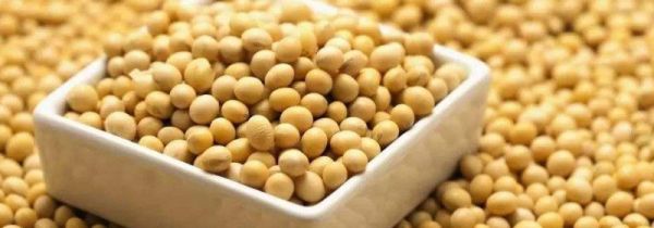 黄豆长虫子还可以吃吗