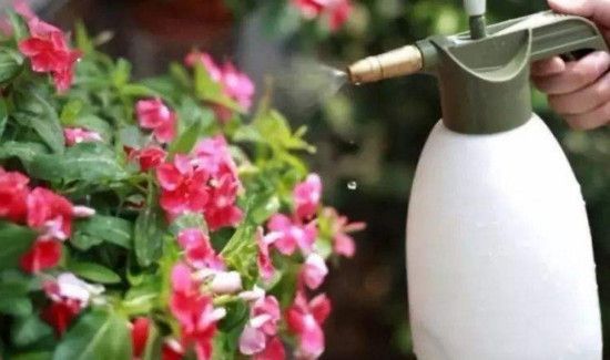 驱逐蜘蛛最有效的方法