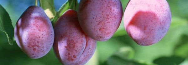 桃李能一起吃吗