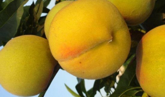 黄金桃和黄桃区别在哪