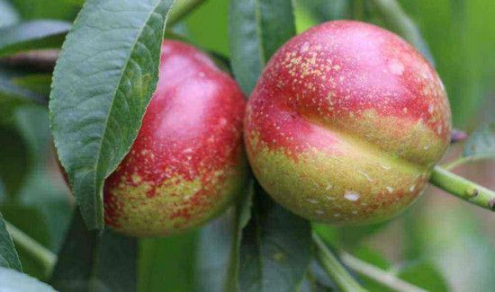 油桃和葡萄能一起吃吗