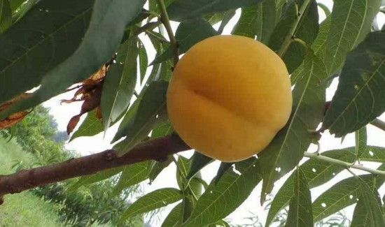 黄金桃和黄桃区别在哪