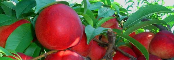 油桃和葡萄能一起吃吗