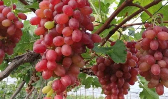 油桃和葡萄能一起吃吗