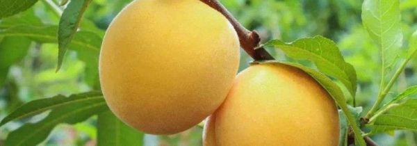 黄金桃和黄桃区别在哪