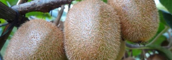 奇异果能放多久