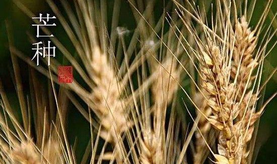 芒种节气在什么季节
