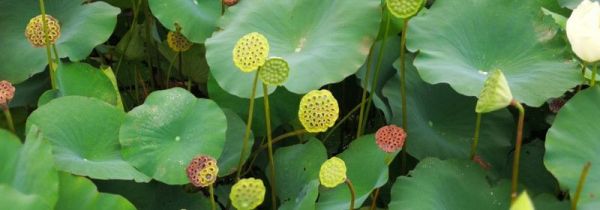 莲蓬为什么会变黑