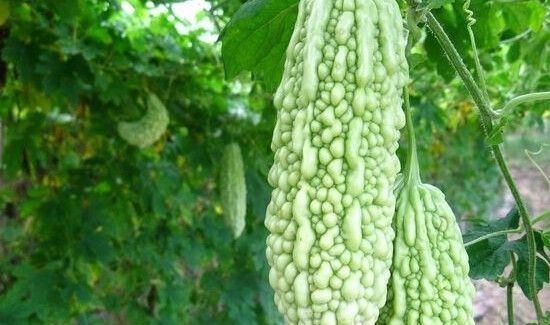 苦瓜需要冷藏吗