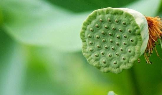 莲蓬为什么会变黑