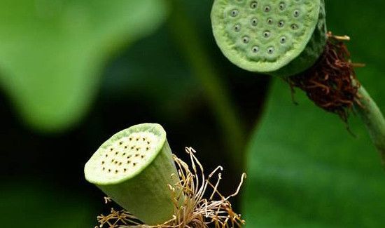 莲蓬为什么会变黑