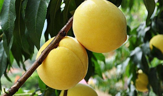 苹果和黄桃可以一起吃吗