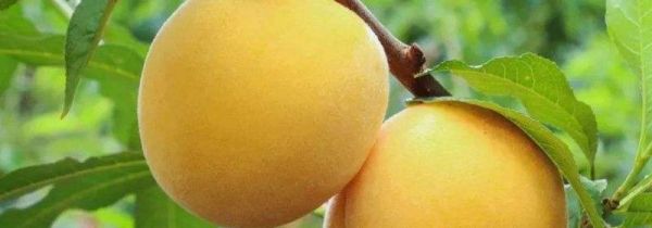 苹果和黄桃可以一起吃吗