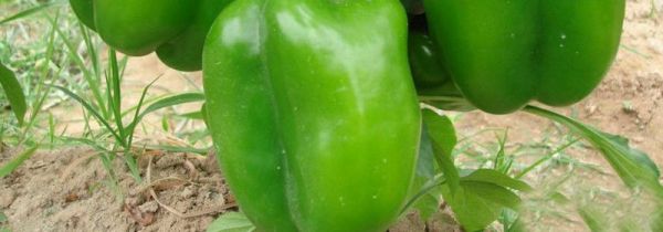 胡萝卜和青椒能一起吃吗