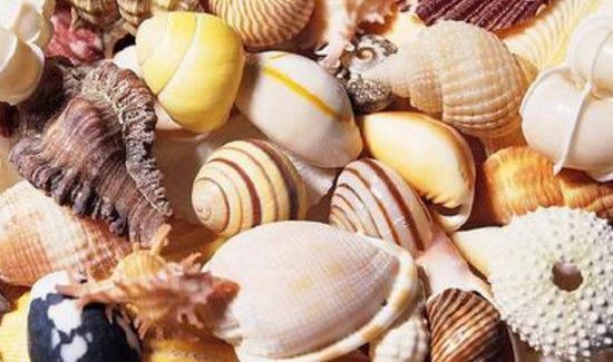 贝壳是干垃圾还是湿垃圾