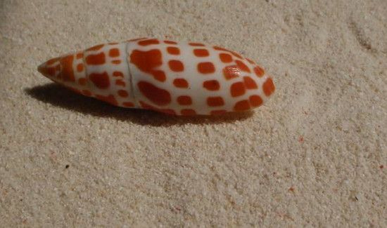 贝壳是干垃圾还是湿垃圾