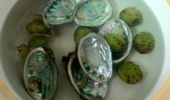 鲍鱼壳是干垃圾还是湿垃圾