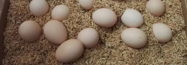 鸡蛋和豆浆能一起吃吗?为什么