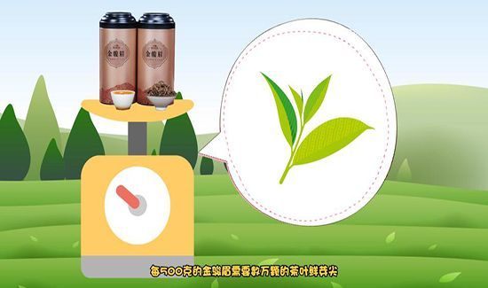 金骏眉属于什么茶