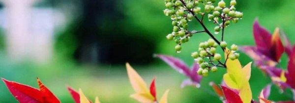 一年最热的月份