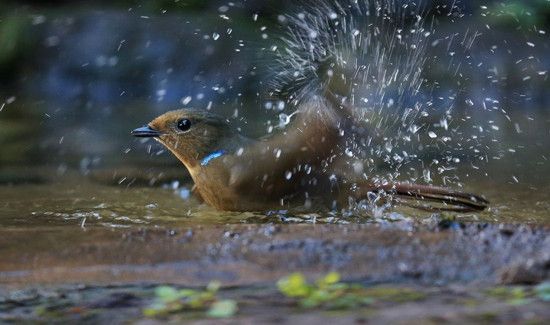 三伏天能吃冰的吗
