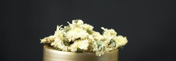 菊花茶可以天天喝吗