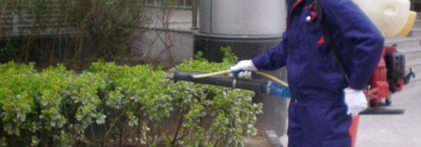 什么药灭蟑螂最有效